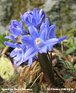 Glory-of-the-snow flowering in the garden.