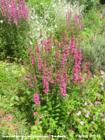 Lythrum 'The Robin' likeing the wet weather in the garden.