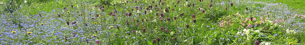 Section across the meadow garden.