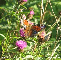 Peacock butterflies frequent on knapweed on the banks of the Cefni Estuary.