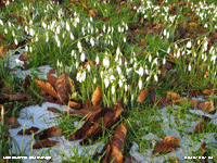 Despite snow Snowdrops had advanced since 17 January.