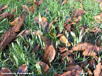 Snowdrops emerging amongst fallen leaves.