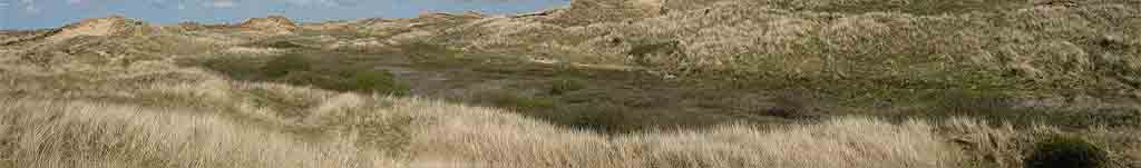 The willow slack at Tywyn Aberffraw.