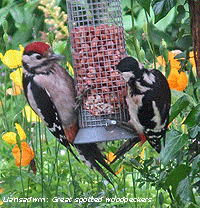Great spotted woodpeckers, fledgling (L) female (R).