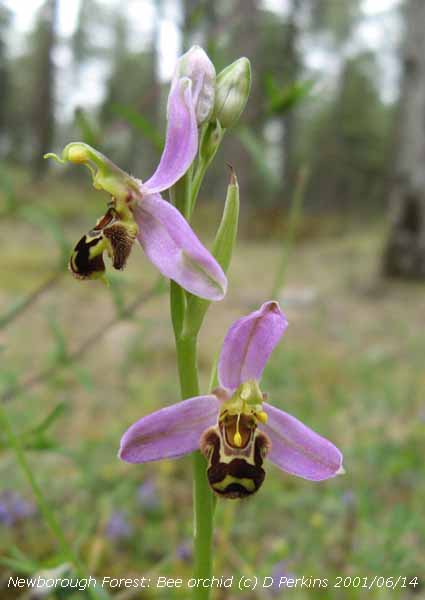 Bee orchid growing in Newborough Forest.