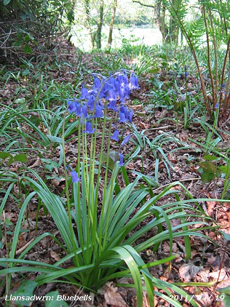 Bluebells  in the wood.