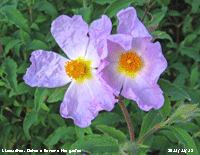 Late flowering Cistus in the garden in Llansadwrn.