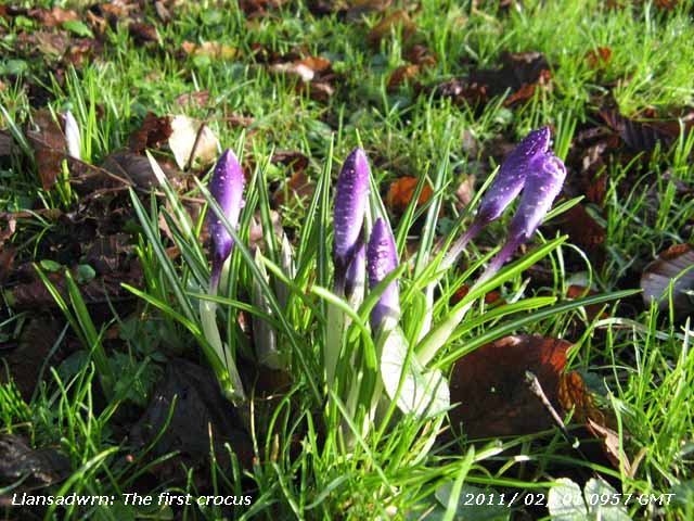 The first crocus  in the garden.