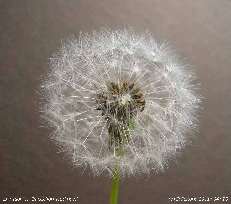 Seed head of dandelion.