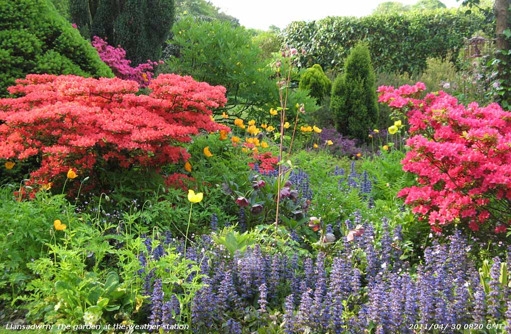 Azaleas in part of the garden on the last day in April.