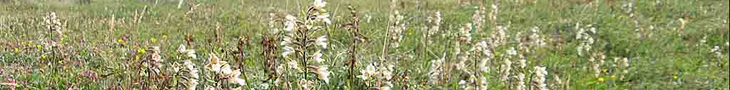 Marsh helleborines flowering at Tywyn Aberffraw.