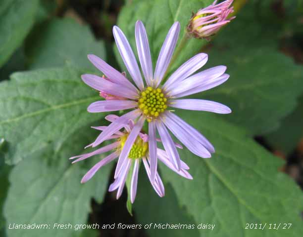 New growth  and flowers on Michaelmas daisy on the 27th November 2011.