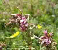 Red Bartsia growing on fixed dunes at Tywyn Aberffraw..