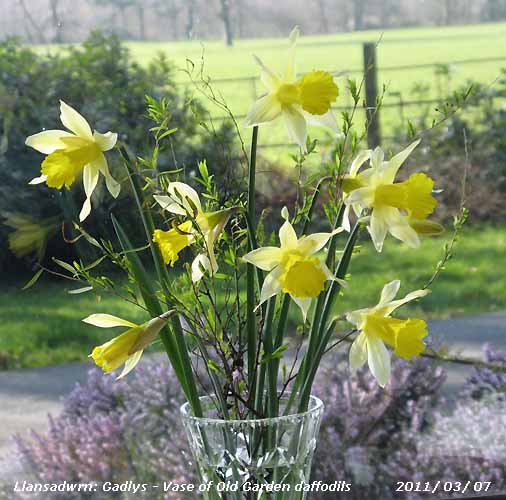 Vase of Old Garden daffodils.