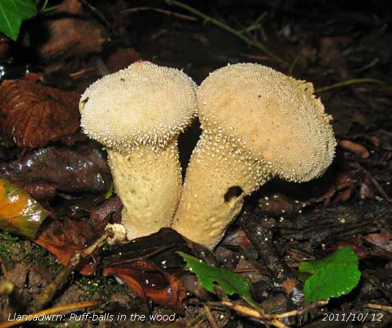 Puff-balls spotted in the wood at the weather station.