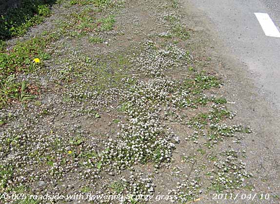 Cochleria danica on the roadside near Castellior.