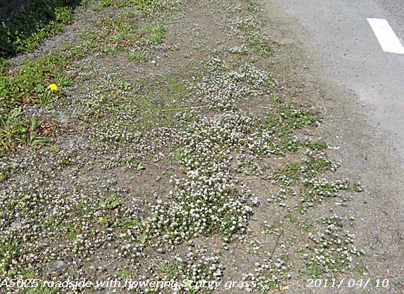 Cochleria danica on the roadside near Castellior.