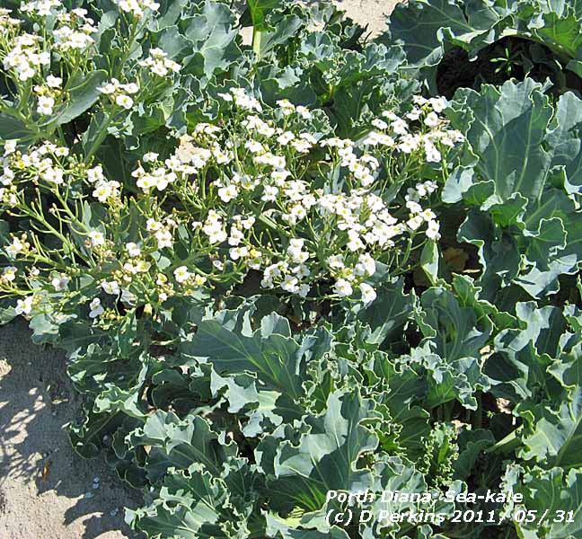 Sea-kale at Porth diana.