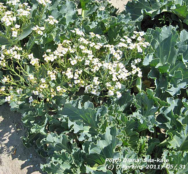 Sea-kale at Porth diana.