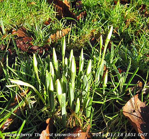 First snowdrops.