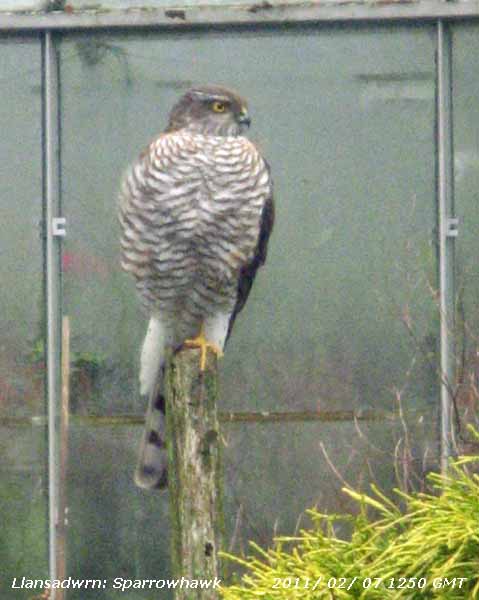 Sparrowhawk waiting for a meal.