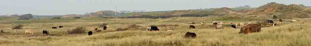 Large herd of cattle grazing the dunes and common.