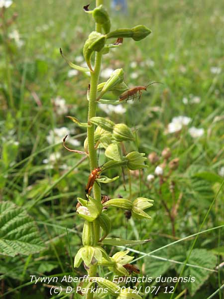 The rare dune helleborine with insects at Tywyn Aberffraw.