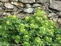 Alexanders flowering on roadside at the old Almshouses.