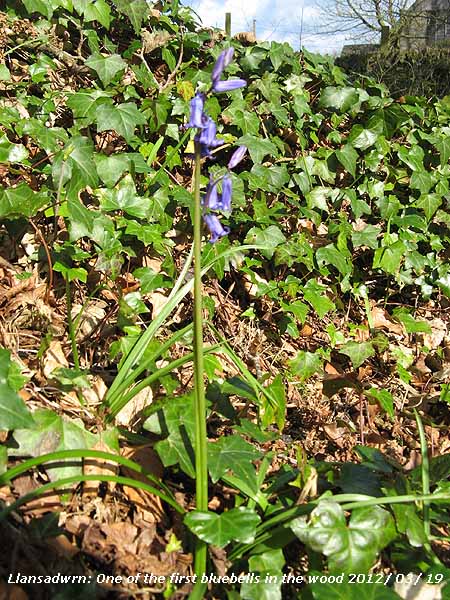 One of the first bluebells in the wood.