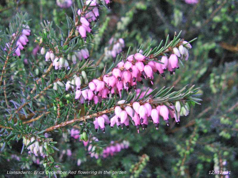 December flowering Erica in the garden.
