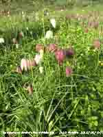 Snake's Head Fritillaries growing in the garden.