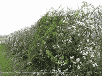 Green hawthorn leaves appearing amongst white flowers of blackthorn.