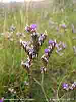 Sea lavender on Cefni saltmarsh.