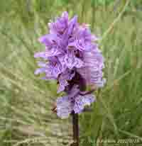 Close up of the Lapland marsh orchid.