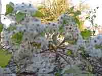 Seed heads of Traveller's Joy make a fine display.