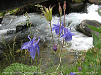 Pyrenean Columbine growing along L'Adour de Lesponne.