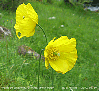 Welsh Poppy growing higher than Snowdon in the Pyrenees.