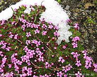 Moss campion growing on the Col du Tourmalet in the Pyrenees.
