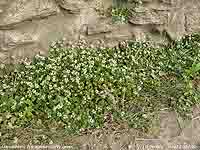 Scurvy grass at Pont Cefn Coch.