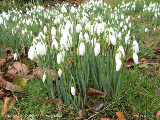 Snowdrops were looking at their best the garden today.