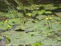 Water lilies growing in water channel in Malltraeth Marsh.