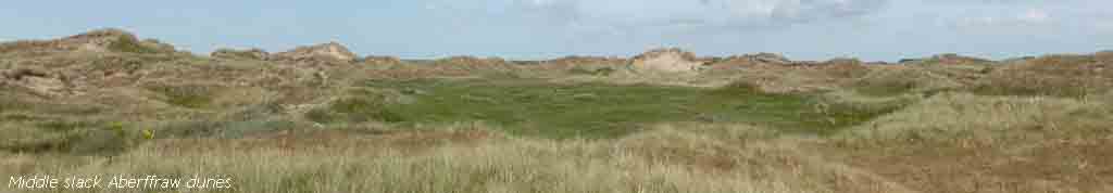 The middle slack at Aberffraw dunes was damp and green in the dry weather.