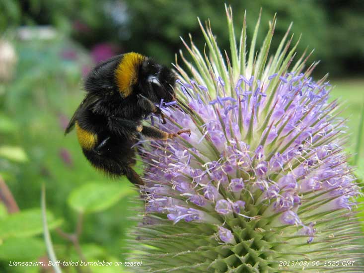 Buff-tailed bumblebee on teasel in the garden.