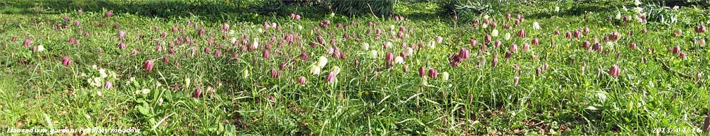 Fritillaries flourishing after winter flooding and cold weather.