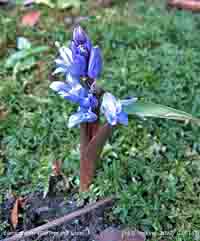 First flower in the garden of Glory of the snow. Chionodoxa luciliae.