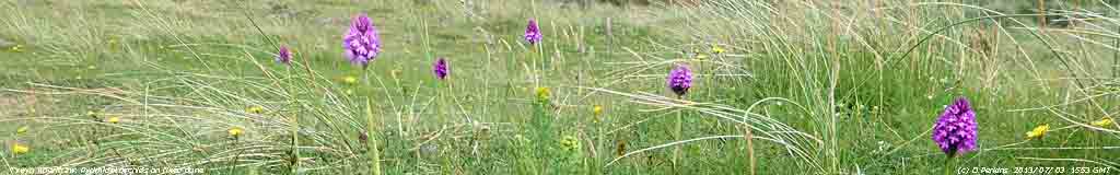 Pyramidal orchids on fixed dune at Aberffraw.