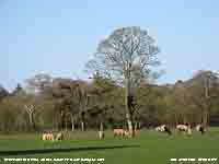 Trees beginning to leaf as cattle graze the fields.