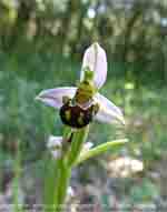 Bee orchid near La Lede, France.