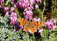 Comma butterfly on pink Erica carnia in the garden.