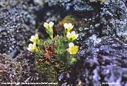 Saxifraga caespitosa photographed in Cwm Idwal in 1964 by Donald Perkins.